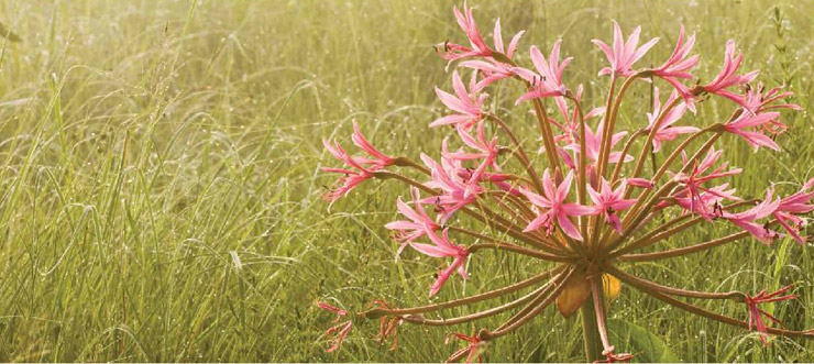 Drakensberg wild flowers