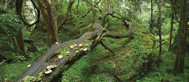 Fallen tree near Gudu falls Royal Natal National Park